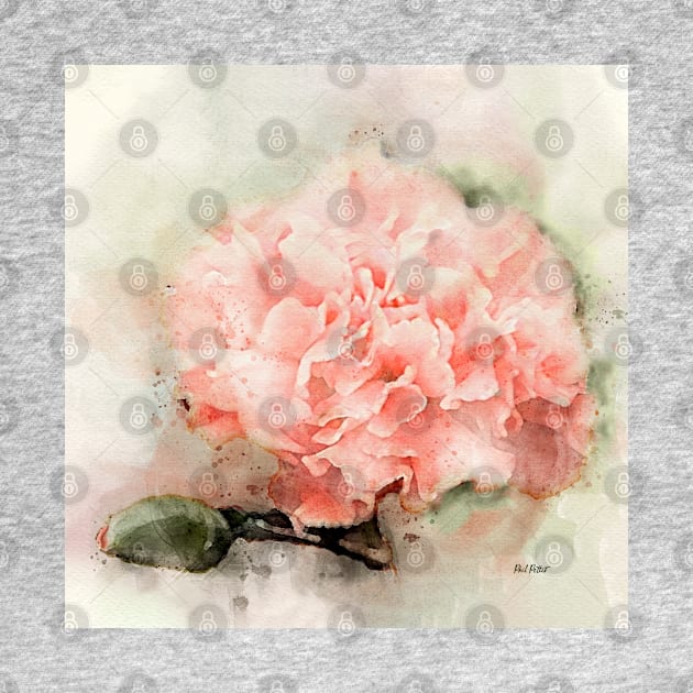 watercolor carnation by phleep